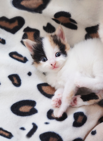 Cute, overhead and pet kitten on blanket for foster animal, adoption and comfortable from top view. Mammal, fluffy and domestic feline with young baby cat at home for curious, youth or friendly