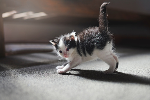 Kitten, pet and playful with a cute domestic animal walking on the floor of a home living room alone. Cat, young and shadow with an adorable little feline or tiny curious mammal on a house carpet
