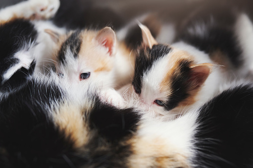 Cat, mother and breastfeeding kittens in home, bonding and cuddle with mama. Drinking milk, care and hungry cats, animals or pets drink for nutrition, health and wellness, growth and nurture in house