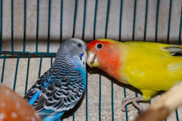 istock Colorful cage birds playing with each other 1478763395