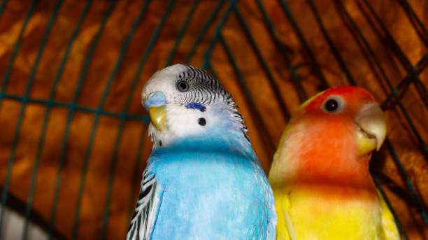 istock Colorful cage birds playing with each other 1478763401