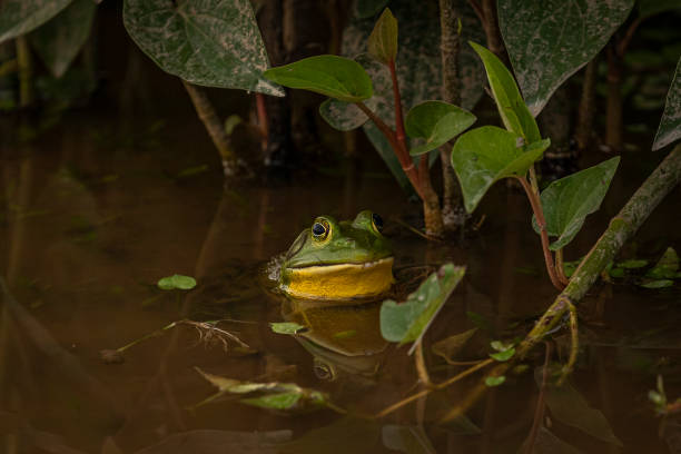 rana toro descansando en el agua del pantano - rana toro americana fotografías e imágenes de stock