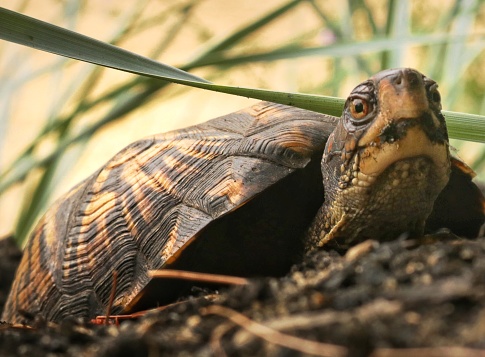 Rarity indeed! A pregnant female Eastern Box Turtle made her way into the brush in our backyard, just beyond our fenceline that abuts conservation land. We saw her a couple of times initially; when on the third encounter, she had begun to dig herself a nest which we witnessed the process of, including the laying of her eggs. Photo taken in the backyard of my home, in Cape Cod Massachusetts.