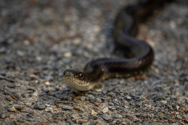 istock Black Rat Snake slithers along the ground 1478763717