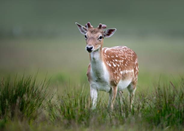istock Selective focus shot of a beautiful brown spotted doe on a grassy field 1478763840