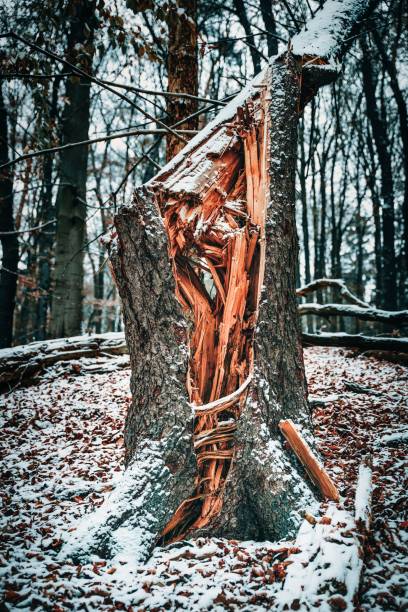 A vertical shot of a fallen beech tree in a forest in winter