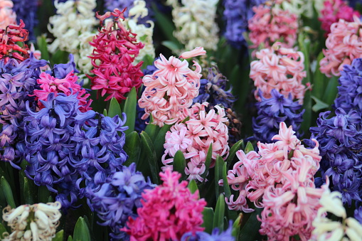 A bunch of purple and pink hyacinth flowers are in a garden.