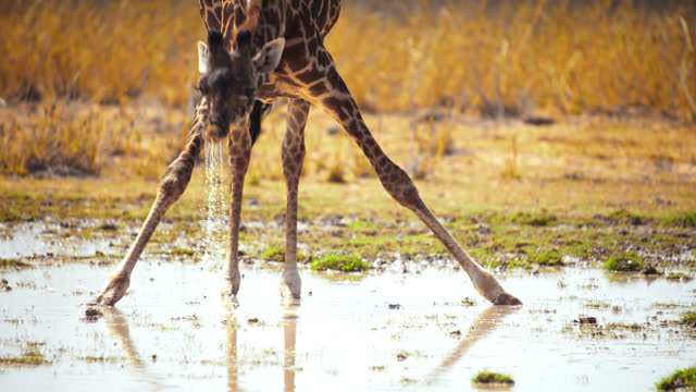 SLOW MOTION Giraffe standing gracefully over a reflective puddle of water,putting its head down and drinking the water,Amboseli National park,Kenya