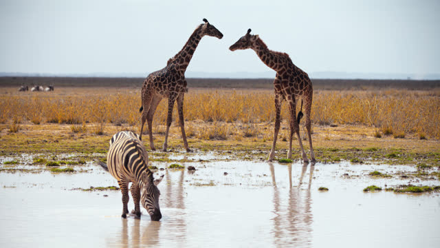 SLOW MOTION Zebra drinking from a watering hole in the savannah while two giraffes standing in the background and looking around,Amboseli National park,Kenya