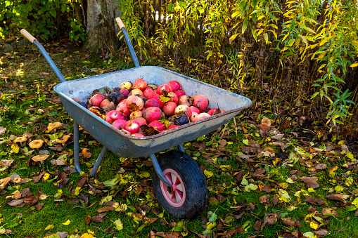 Windfallen apple in a wheelbarrow