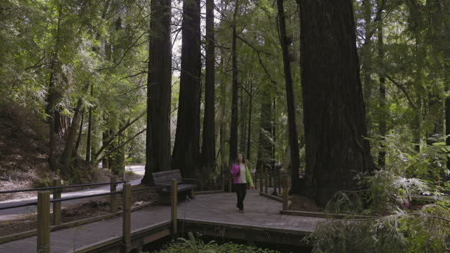 4k footage of Woman contemplating Redwoods in Pfeiffer Big Sur State Park, California
