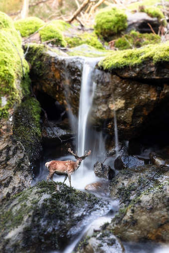 Red Deer by Waterfall. Montage of two of my own images