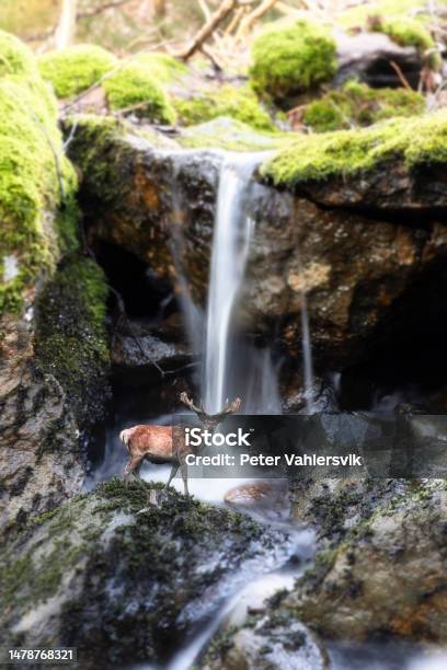 Red Deer By Waterfall Stock Photo - Download Image Now - Waterfall, Animal, Animal Themes