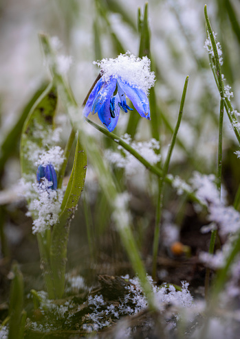 Scilla forbesii, aka spring star, with snow on top  Young flower