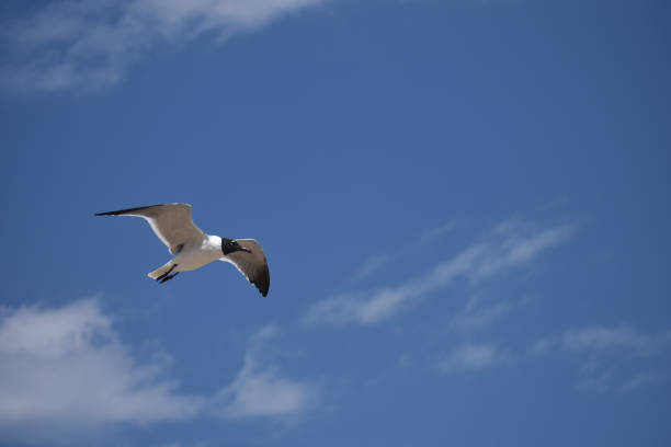 istock Low angle shot of a seagull flying under a bright sky 1478768427