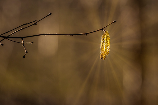 Sunset shining trough hazel seed and forming sunbeams