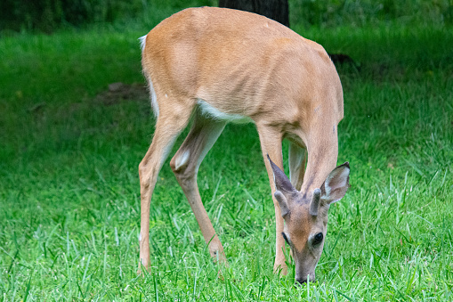 A closeup shot of a deer eating grass in the forest
