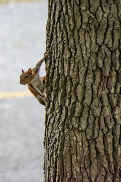 istock Vertical shot of a squirrel on the tree looking sideways 1478768590