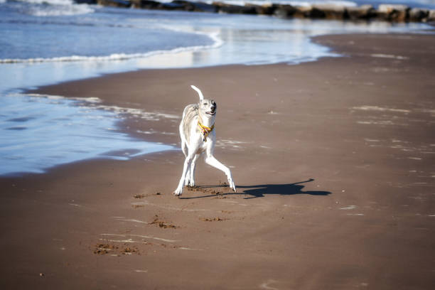 Greyhound dog enjoying the beach
