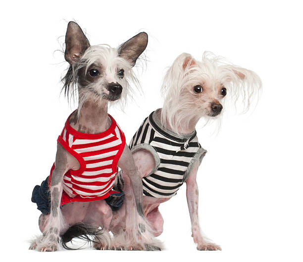 istock Chinese Crested Dogs, 10 and 18 months old, sitting 147877090