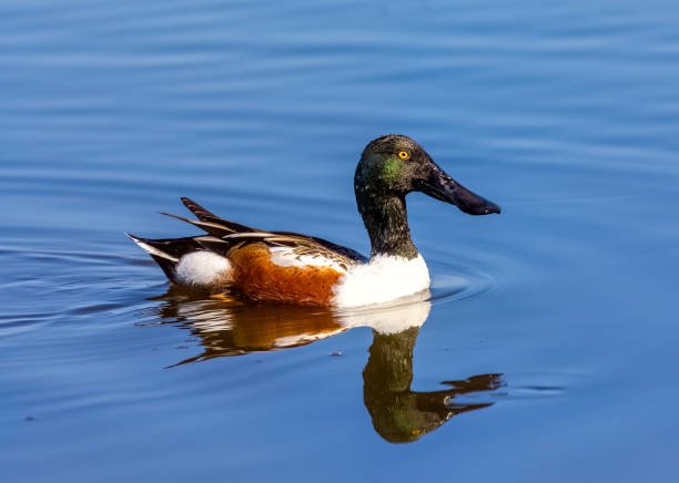 istock Northern shoveler Duck (Spatula clypeata) 1478771039