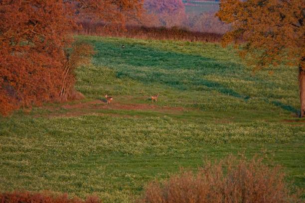 istock Beautiful view of three deer on a flat green field 1478771637