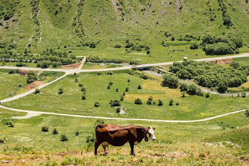 A sunny spring day in the French Alps where a dairy cow poses peacefully in the green meadow.  She has a large bell around her neck.  Below her is a view of the network of narrow roads through the mountain landscape. A quiet and desolate landscape in the ruggedness of the mountains.