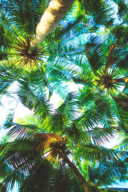 istock Palm leaves in evening sunlight on a tropical island Maldives 1478772002