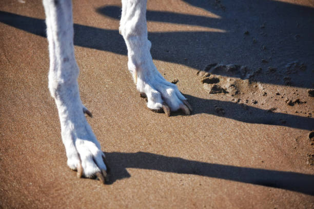 The front legs of a greyhound bitch