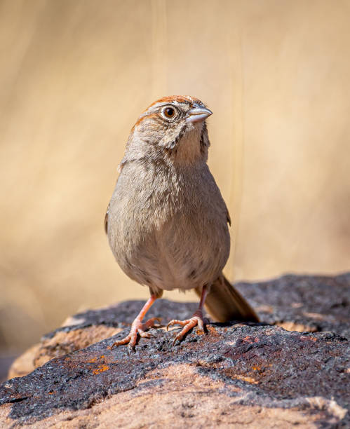 istock Rufous-crowned Sparrow Perched on a Rough Rock 1478772345