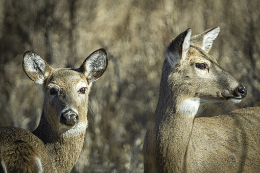 Deer watch while grazing sunny winter day. Pair of alert whitetail doe heads looking at camera and right.