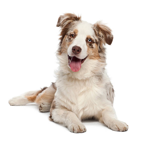 berger australien chiot, 6 mois, portrait sur fond blanc - être étendu sur le ventre photos et images de collection