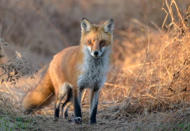 istock Selective focus shot of a Red Fox in the forest 1478775265