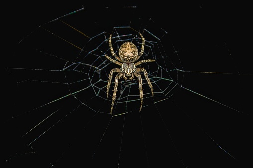 Creepy spider on the spider web