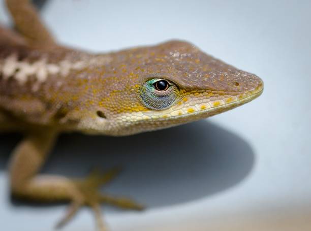 istock Selective focus shot of Carolina Anole on a white table 1478775471