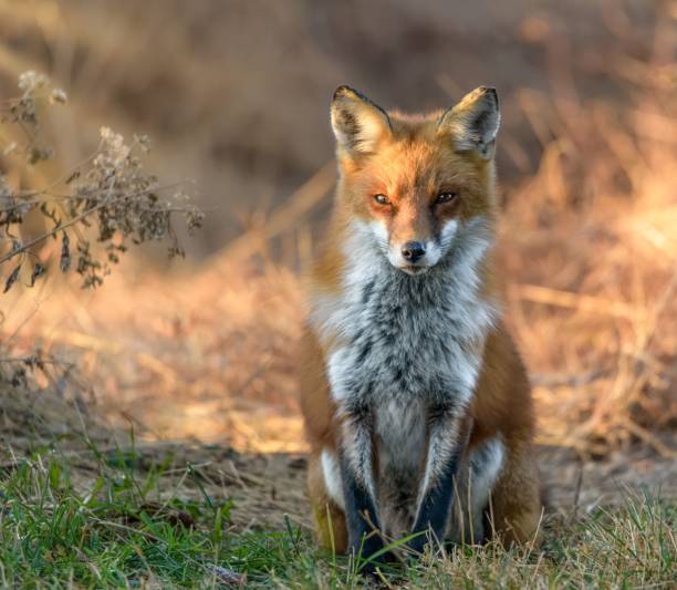 istock Selective focus shot of a Red Fox in the forest 1478775474