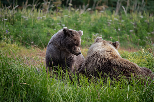 Yearling cub and mom resting in the long sedge grass in Alaska.  The cub's nose is curling looking at mom.