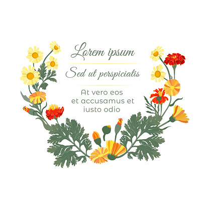 Isolated U-shaped wreath with colorful garden flowers. Naturally colored flower parts on the white background with sample text. Hand-drawn parts of the marigold, calendula, and chamomile.