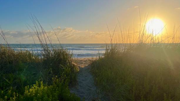 istock Sunrise and the beach behind the green vegetation 1478776897