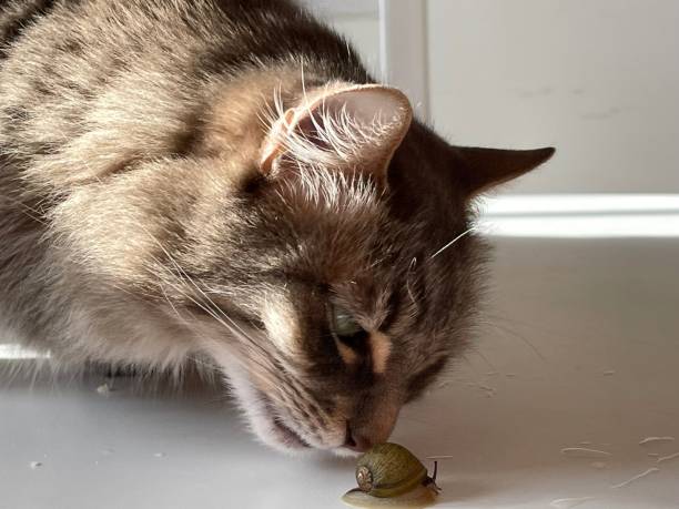 istock the kitten and the snail 1478777211