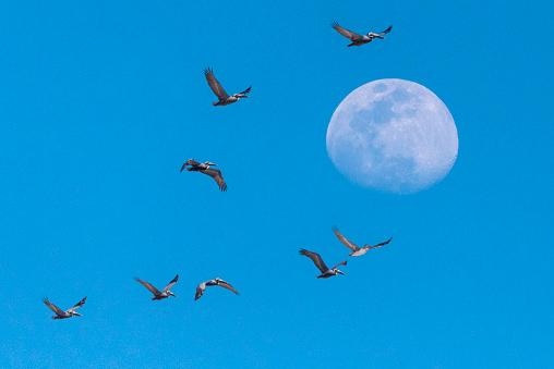 A flock of pelicans fly in formation with the moon in the background in a composite image.