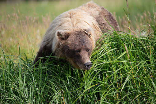 Adult brown bear (ursus arctos) fishing during the salmon run in Alaska on the edge of the river.  It is peering over the long sedge grass to see into the bottom of the river for fish moving upstream.  Their keen sense of smell helps them locate a fish.