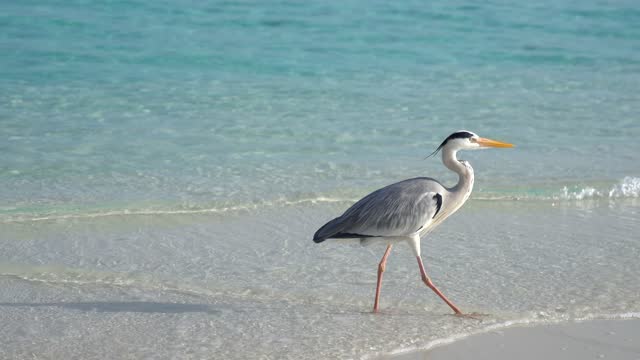 Gray heron walks across the beach in the Maldives