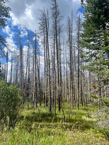 Tall bare trees that were harmed by a forest fire. Regeneration in nature.