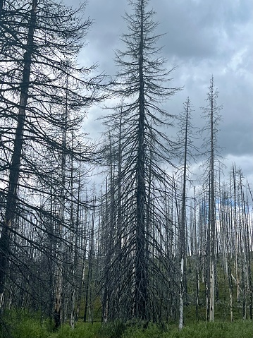 Tall bare trees that were harmed by a forest fire. Regeneration in nature.