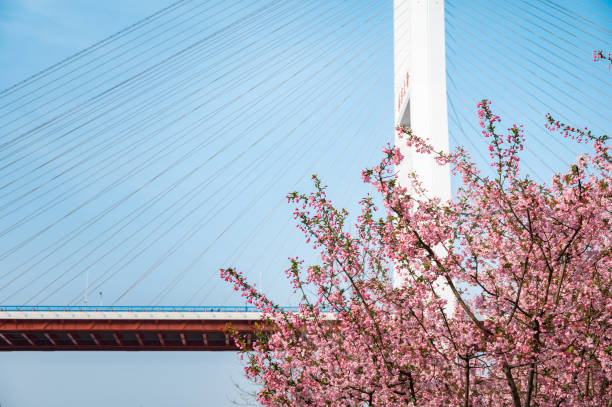 istock Peach Blossoms Blooming Under the Spring Cabled Bridge 1478781993