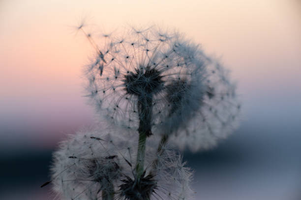 istock dandelions at sunset in the evening on a blurred sky background 1478782130