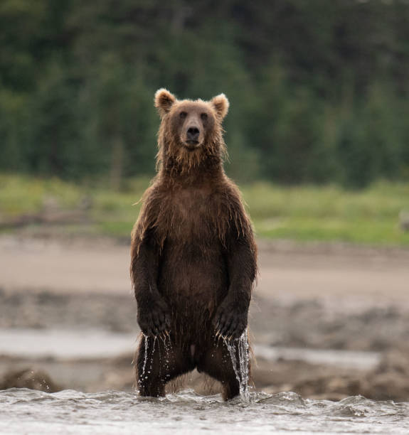 istock Coastal Brown bear standing to see something interesting in the distance. 1478782841