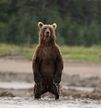 Adult coastal alaskan brown bear standing on its hind legs to see into the water and across the river for salmon swimming upstream during the salmon run in August in Lake Clark National Park.