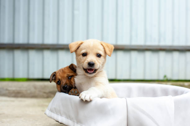 istock small cute dogs in the yard 1478782971